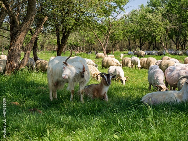 Fototapeta Herd of goats and herd of sheep in Romania