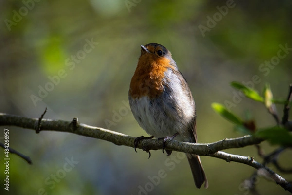 Fototapeta Robin on a branch partially concealed by shadow