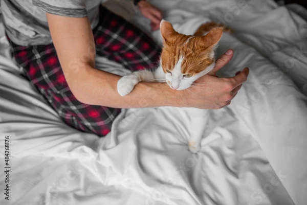 Obraz Rabid white-red cat furiously scratched, bit through the mans hand until it bled. Pet attack.