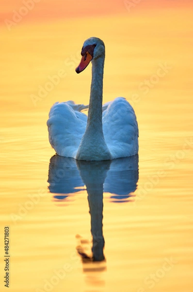 Obraz Swan on the lake at sunset.