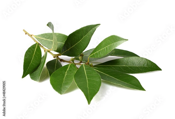 Fototapeta Fresh branch of laurel