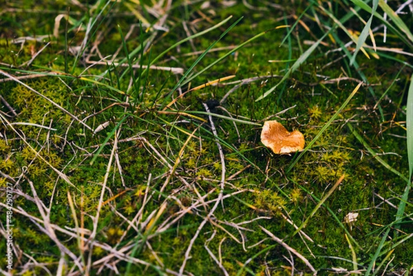 Fototapeta Mushroom in Moss and Grass