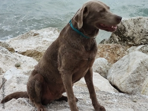 Obraz chocolate labrador retriever