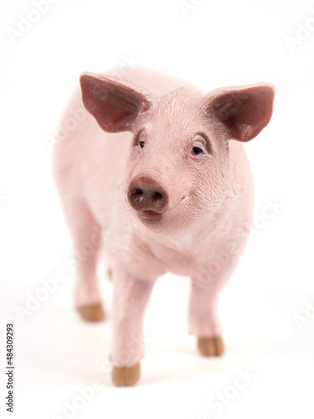 Fototapeta Pig Isolated on White Background