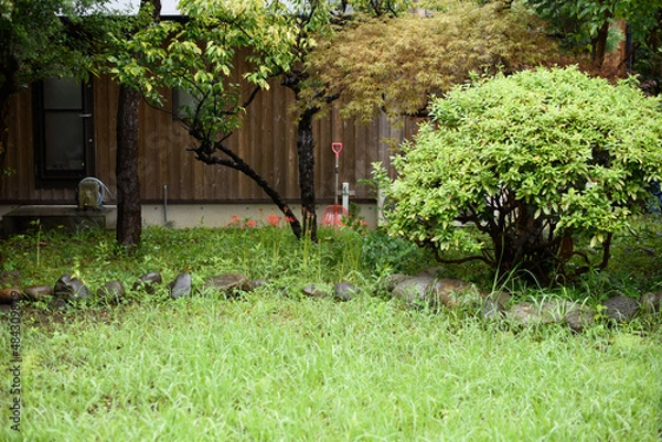 Fototapeta これから手入しないといけない家の庭