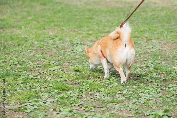 Fototapeta 公園を散歩中の柴犬の後ろ姿