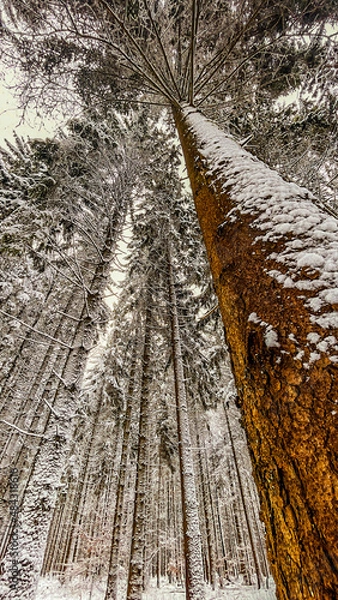 Obraz Fichtenwald im WInter