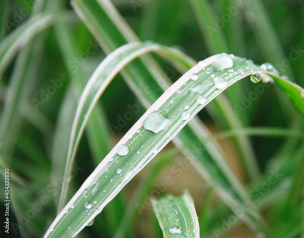 Fototapeta Beautiful close up picture of leaves with drops of water after the rain, selective focus.