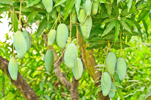 Fototapeta mangoes