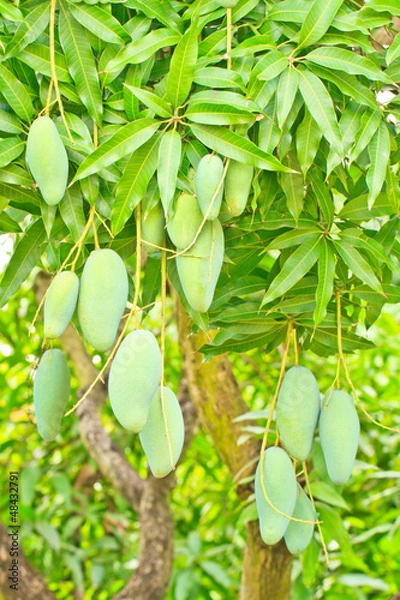 Fototapeta mangoes