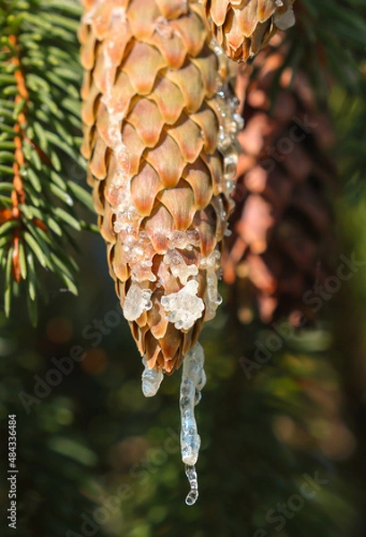 Obraz Spruce cones dripping with resin.