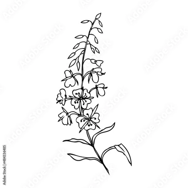 Fototapeta Willow herb, Chamerion angustifolium, fireweed, rosebay hand drawn ink sketch botanical illustration, vector graphic flower, line art design bouquet for packaging tea, greeting card, medicine plant