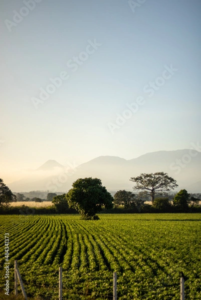 Obraz vineyard at sunset