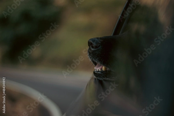 Obraz dog in the car