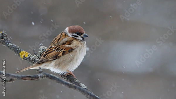 Fototapeta Frozen sparrow on a branch in winter forest