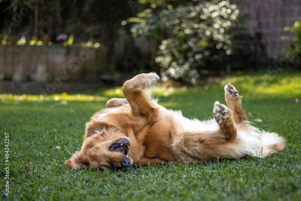 Obraz two dogs playing