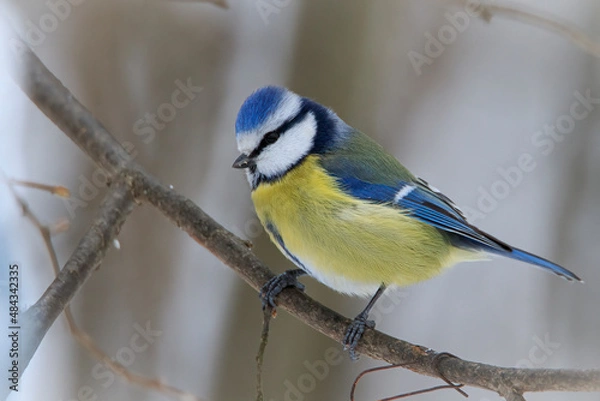 Fototapeta Tit tit posing on a branch