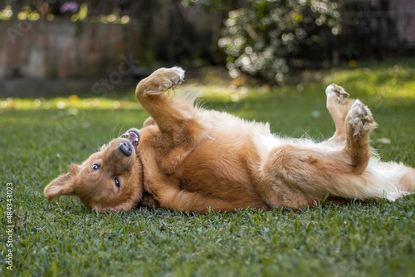 Obraz two dogs playing