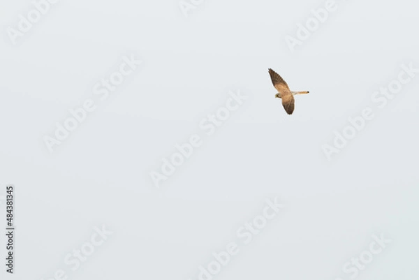 Fototapeta European kestrel stretching its wings seen from above. Common kestrel hunting. Bird of prey looking for mice.