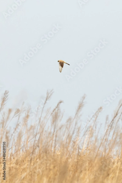 Fototapeta European kestrel hovering over golden grass. Common kestrel hunting. Bird of prey looking for mice.