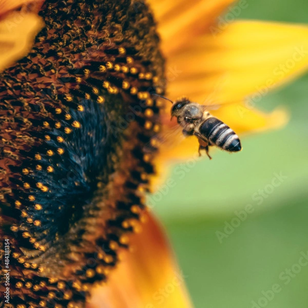 Fototapeta A bee collecting pollen. A bee in front of a large sunflower. A bee on flower.