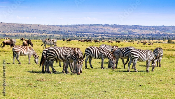 Obraz Plains Zebras and Wildebeest during the Migration in Kenya's Maasai Mara