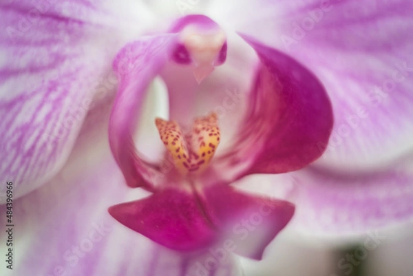 Obraz family of monocot plants orchids - an ancient family