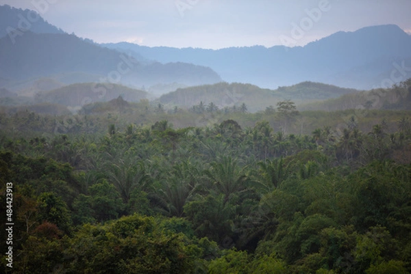 Obraz Forest and mountains