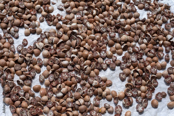 Obraz Areca nut palm