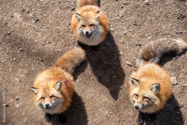 Obraz 宮城蔵王キツネ村