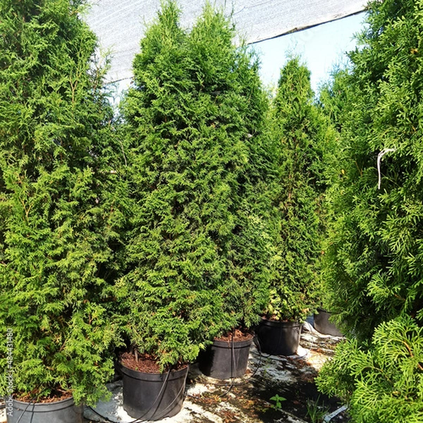 Obraz Thuja seedlings grow in plastic containers. In the garden shopping center.