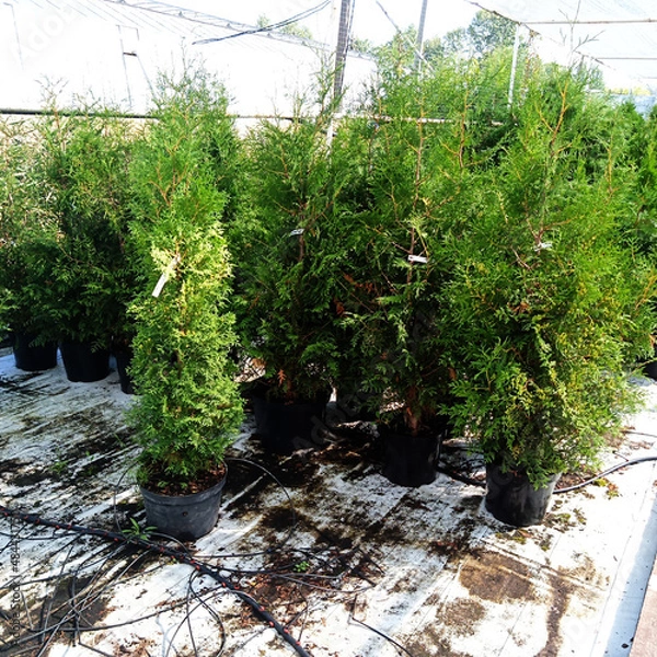 Obraz Thuja seedlings grow in plastic containers. In the garden shopping center.