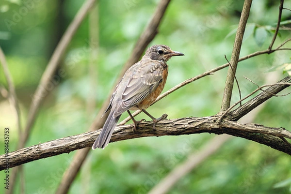 Obraz Robin Perched On Branch in Arboretum in Boston