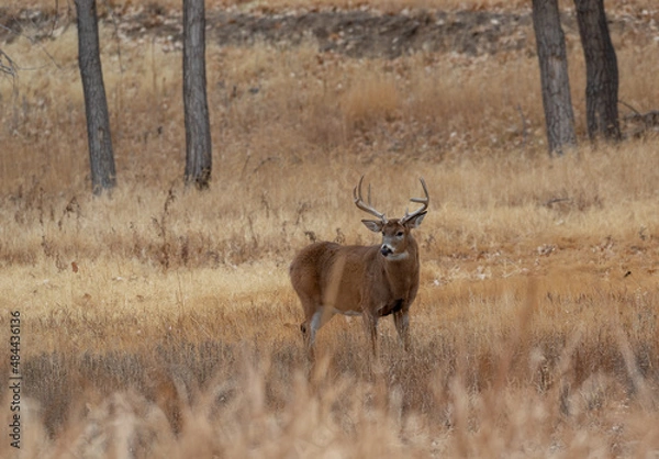 Fototapeta Whitetail Deer Buck During the Rut in Autumn in Colorado