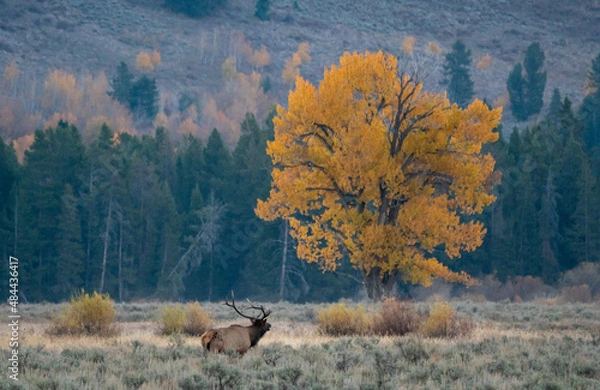 Fototapeta Bull Elk in Wyoming during Fall in a field