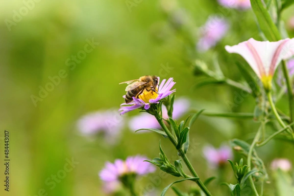 Obraz Bee and flower. Close up of a large bee collecting pollen on purple flower on a Sunny day. Macro horizontal photography. Summer and spring backgrounds