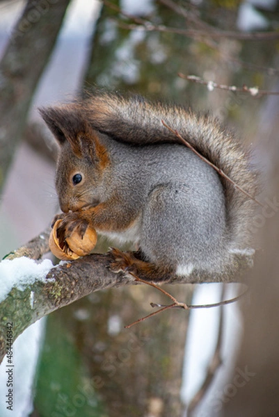 Fototapeta squirrel on a tree