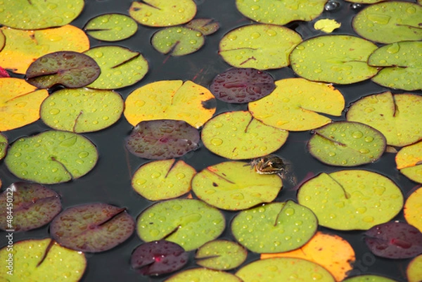 Fototapeta Water lily