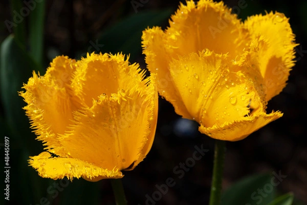 Fototapeta Yellow  flower