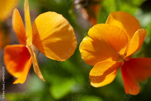 Fototapeta Yellow flower