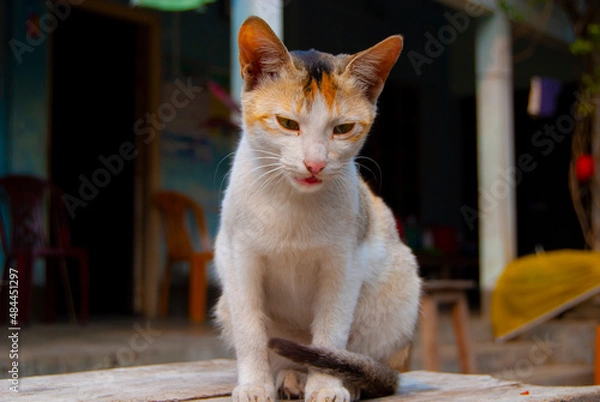 Obraz cat on the table