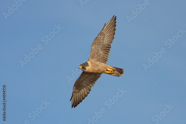 Obraz Sokół wędrowny w locie