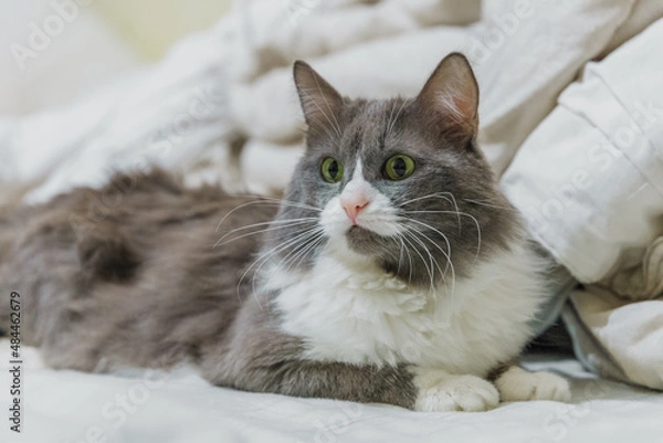 Fototapeta Fluffy cat lying on sofa