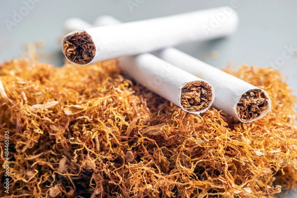 Fototapeta Processed tobacco and cigaret are common name of several plants in the genus nicotiana of the family solanaceae, and the general term for any product prepared from the cured leaves of these plants.