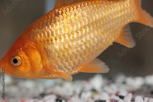 Obraz 水槽を泳ぐ金魚、横向き