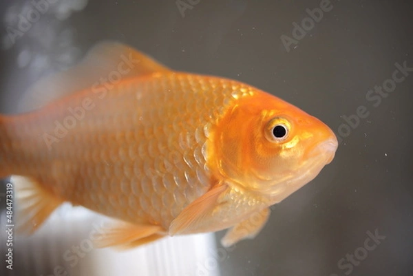 Obraz 水槽を泳ぐ金魚、横向き