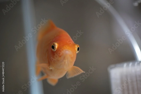 Obraz 水槽を泳ぐ金魚、正面
