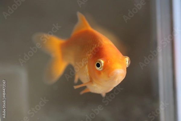 Obraz 水槽を泳ぐ金魚、正面