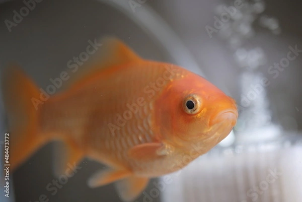 Obraz 水槽を泳ぐ金魚、横向き