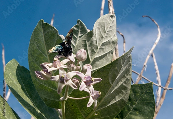 Fototapeta Bugs on Flower